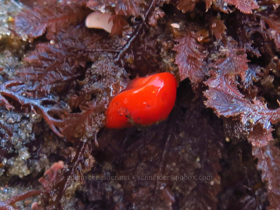 red sponge dorid nudibranch (Rostanga pulchra) [Seal Rock State Recreation Site, Lincoln County, Oregon]