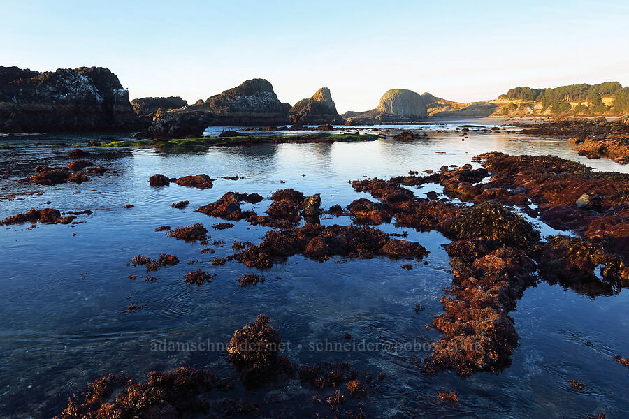 Seal Rock tidepools [Seal Rock State Recreation Site, Lincoln County, Oregon]