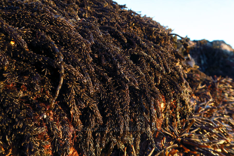 black pine seaweed (Neorhodomela larix) [Seal Rock State Recreation Site, Lincoln County, Oregon]