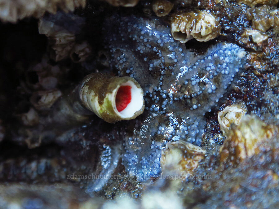 calcareous tubeworm & a pale blue sea star (Serpula columbiana, Pisaster ochraceus) [Seal Rock State Recreation Site, Lincoln County, Oregon]