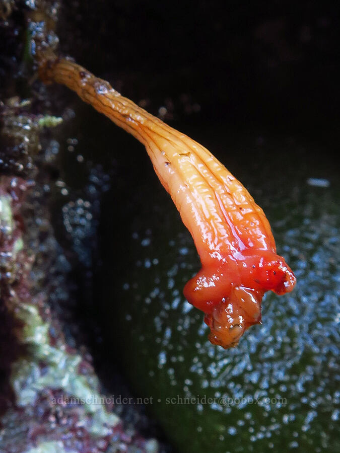 long-stalked sea squirt (Styela montereyensis) [Seal Rock State Recreation Site, Lincoln County, Oregon]