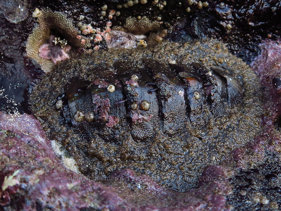 chiton & six-rayed sea star (Mopalia muscosa, Leptasterias hexactis) [Seal Rock State Recreation Site, Lincoln County, Oregon]