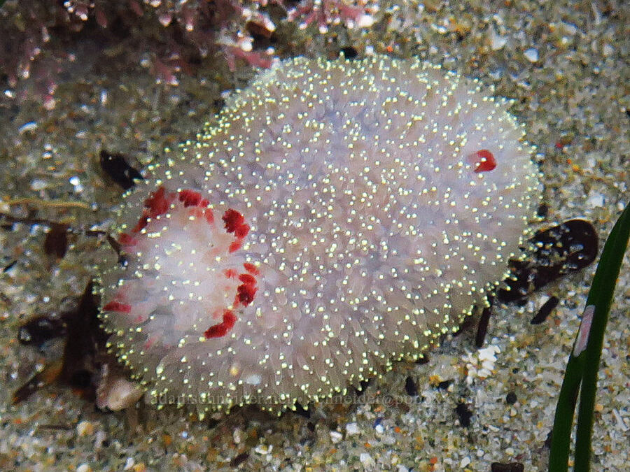 Nanaimo dorid nudibranch (Acanthodoris nanaimoensis) [Seal Rock State Recreation Site, Lincoln County, Oregon]