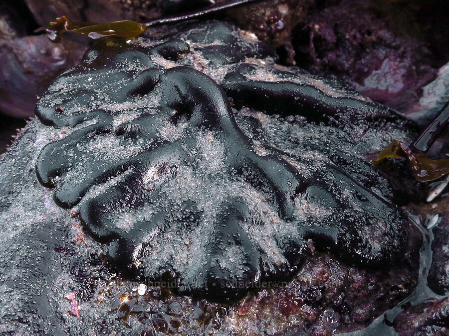 green spongy cushion algae (Codium setchellii) [Seal Rock State Recreation Site, Lincoln County, Oregon]