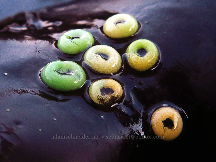 chink snail eggs (Lacuna sp.) [Seal Rock State Recreation Site, Lincoln County, Oregon]