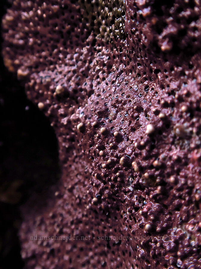 crustose coralline algae (Lithothamnion sp.) [Seal Rock State Recreation Site, Lincoln County, Oregon]