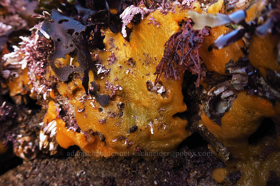 yellow encrusting sponge (bread-crumb sponge) (Halichondria panicea) [Seal Rock State Recreation Site, Lincoln County, Oregon]