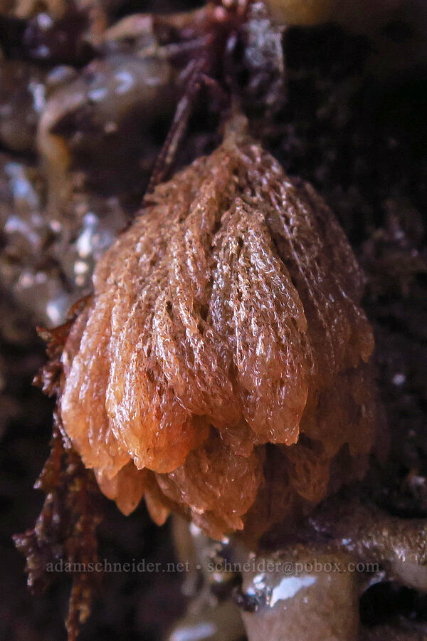 bryozoan [Seal Rock State Recreation Site, Lincoln County, Oregon]