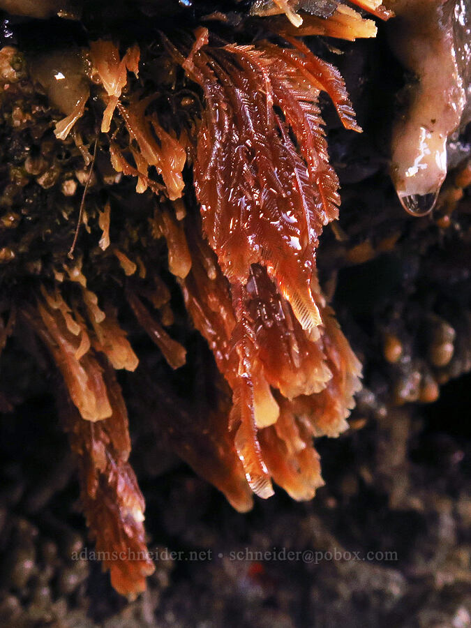 ostrich-plume hydroids (Aglaophenia sp.) [Seal Rock State Recreation Site, Lincoln County, Oregon]