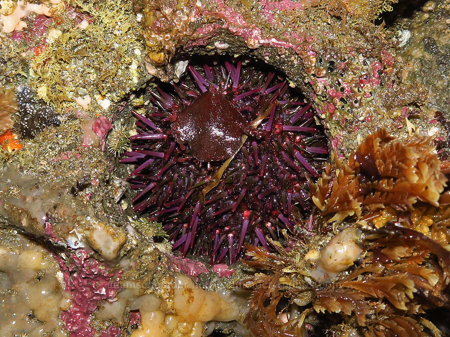 purple sea urchin & ostrich-plume hydroids (Strongylocentrotus purpuratus, Aglaophenia sp.) [Seal Rock State Recreation Site, Lincoln County, Oregon]