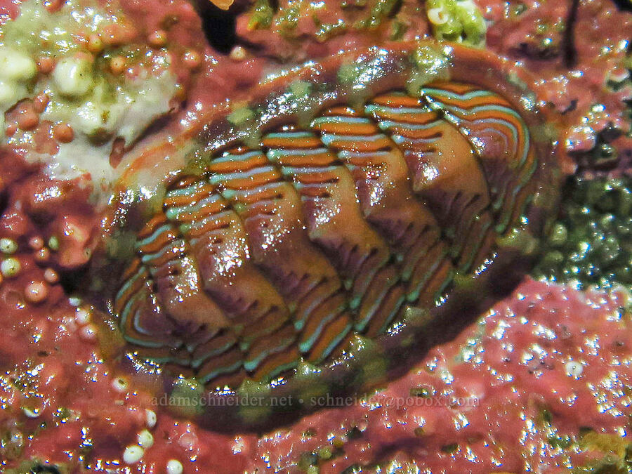 lined chiton (Tonicella lineata) [Seal Rock State Recreation Site, Lincoln County, Oregon]