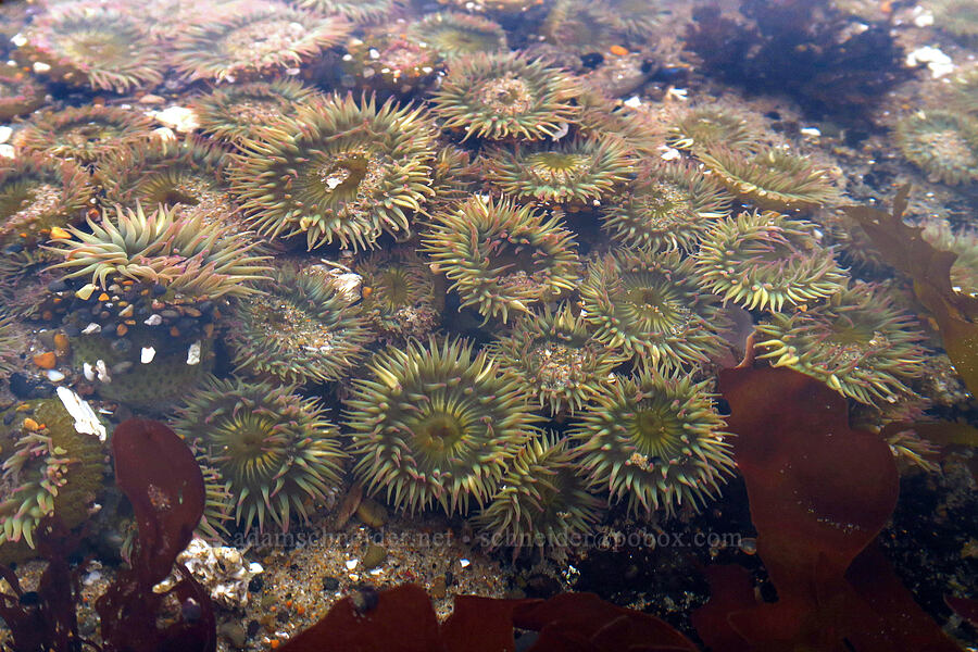 aggregating sea anemones (Anthopleura elegantissima) [Road's End Point, Lincoln County, Oregon]