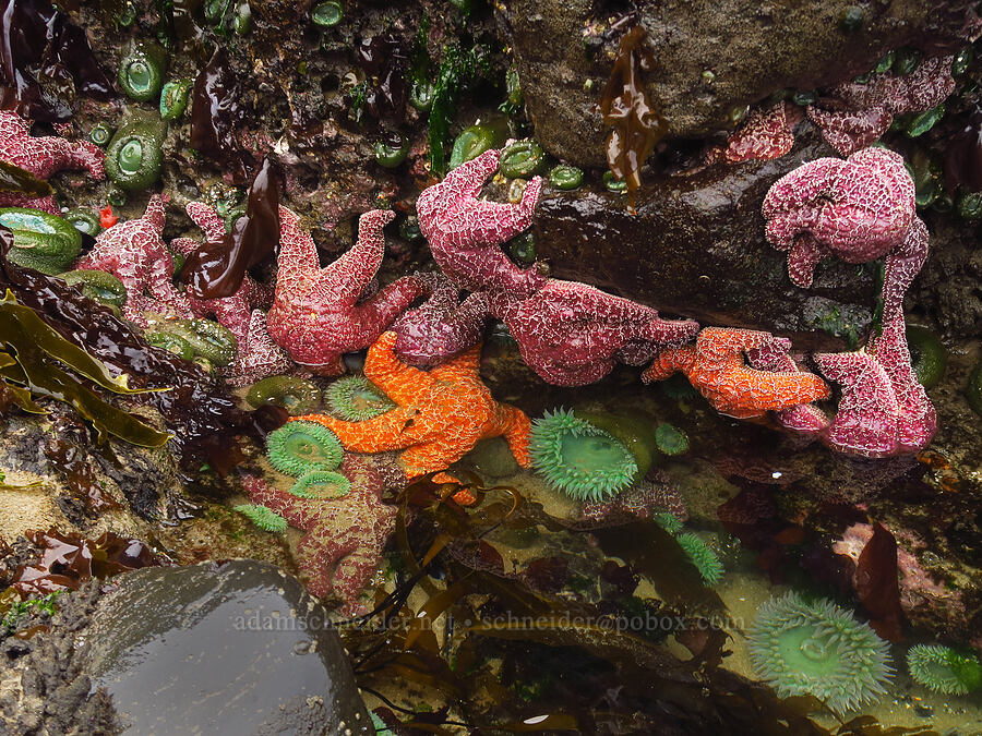 ochre sea stars & giant green anemones (Pisaster ochraceus, Anthopleura xanthogrammica) [Road's End Point, Lincoln County, Oregon]