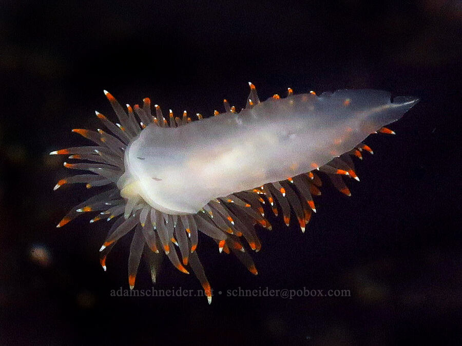 white-and-orange-tipped nudibranch (Antiopella fusca) [Road's End Point, Lincoln County, Oregon]