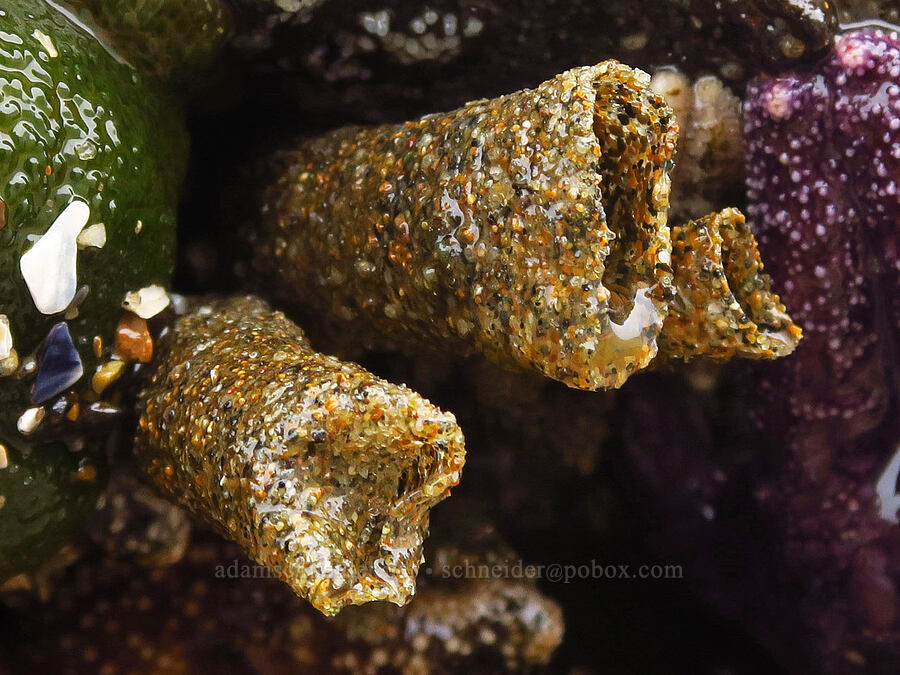 trumpet worm tubes [Road's End Point, Lincoln County, Oregon]