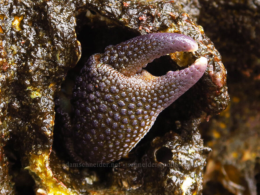 granular claw crab (Oedignathus inermis) [Road's End Point, Lincoln County, Oregon]