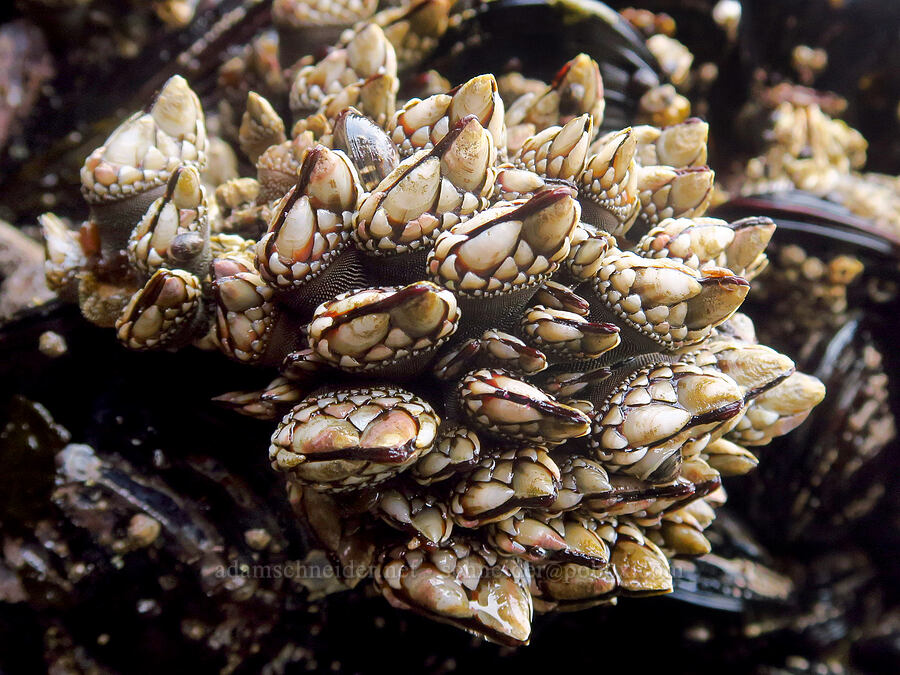 goose-neck barnacles (Pollicipes polymerus) [Road's End Point, Lincoln County, Oregon]