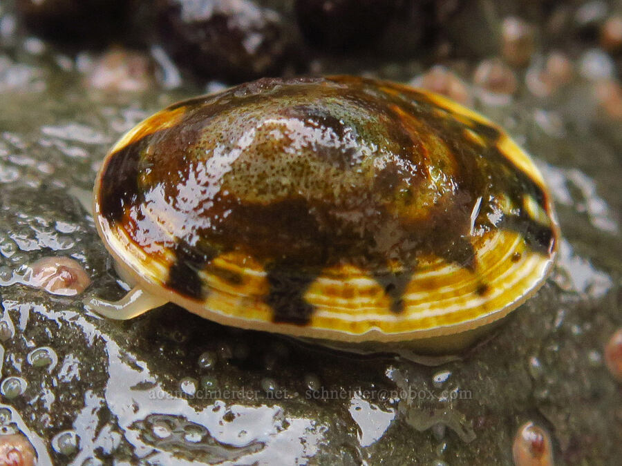 shield limpet (Lottia pelta) [Road's End Point, Lincoln County, Oregon]