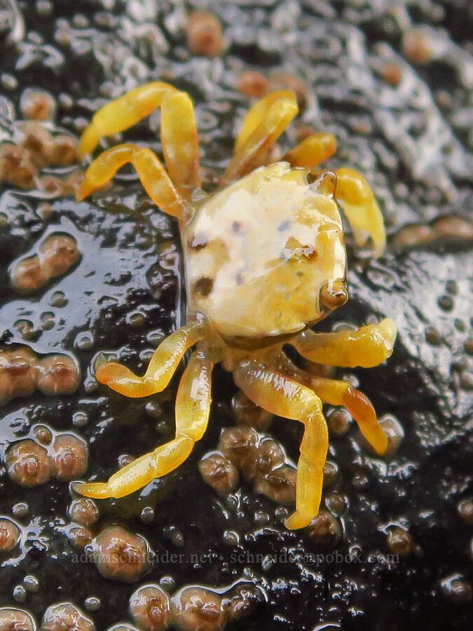 yellow purple shore crab (Hemigrapsus nudus) [Road's End Point, Lincoln County, Oregon]