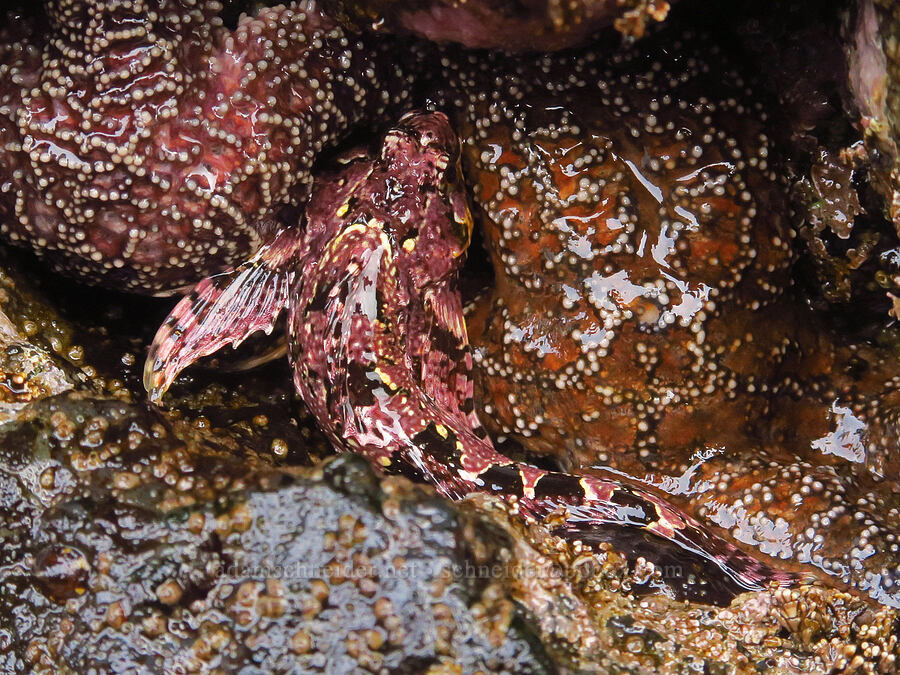 stranded calico sculpin (and sea stars) (Clinocottus embryum, Pisaster ochraceus) [Road's End Point, Lincoln County, Oregon]