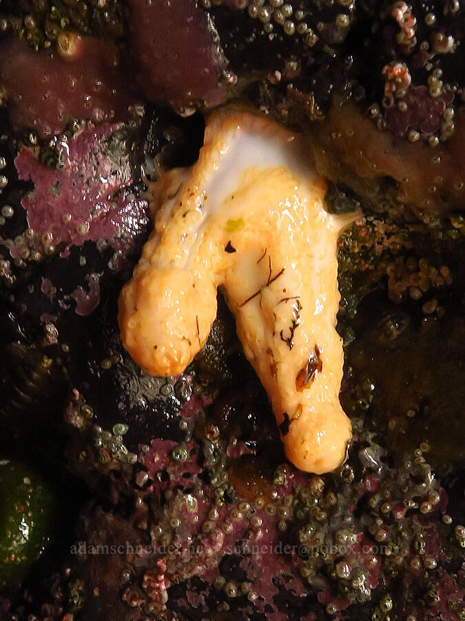 stiff-footed sea-cucumber (Eupentacta quinquesemita) [Road's End Point, Lincoln County, Oregon]