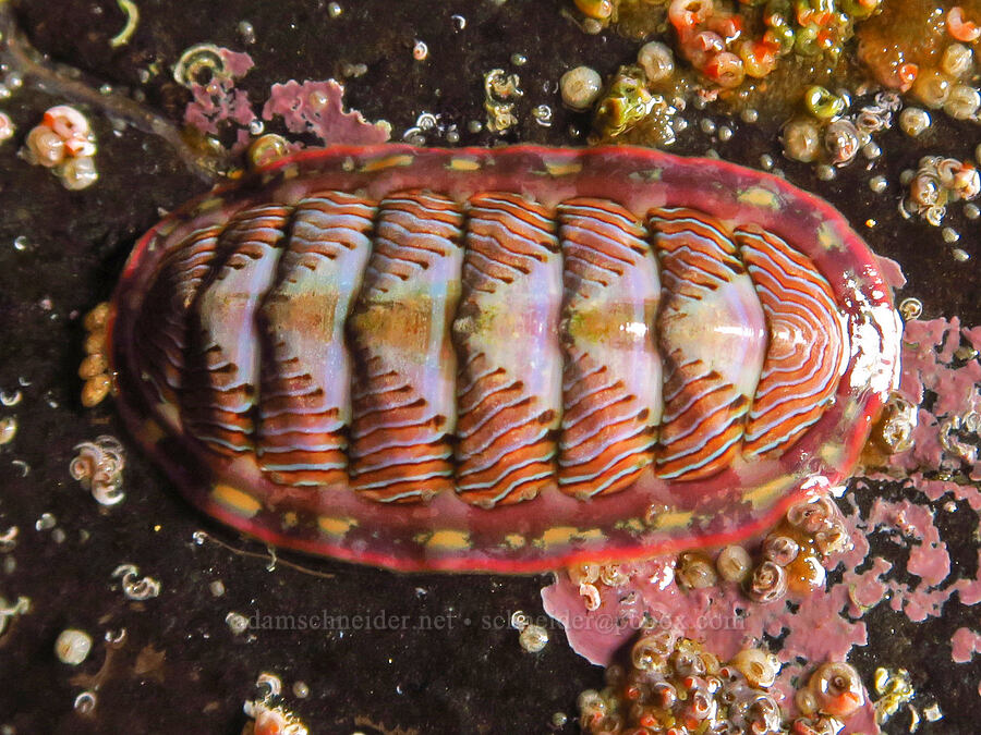 lined chiton (Tonicella lineata) [Road's End Point, Lincoln County, Oregon]