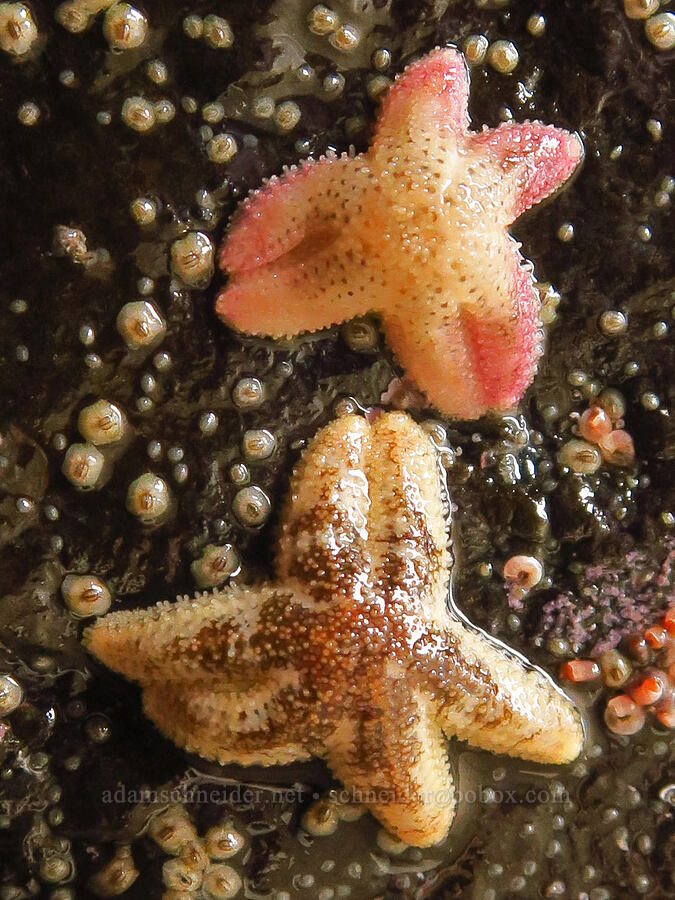 six-rayed sea stars (Leptasterias hexactis) [Road's End Point, Lincoln County, Oregon]