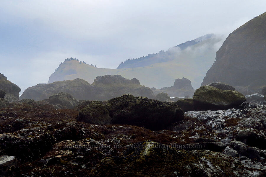 Cascade Head & kelp-covered rocks [Road's End Point, Lincoln County, Oregon]