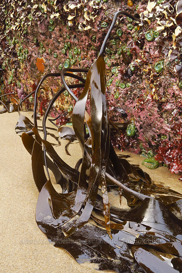 southern stiff-stiped kelp (Laminaria setchellii) [Road's End Point, Lincoln County, Oregon]