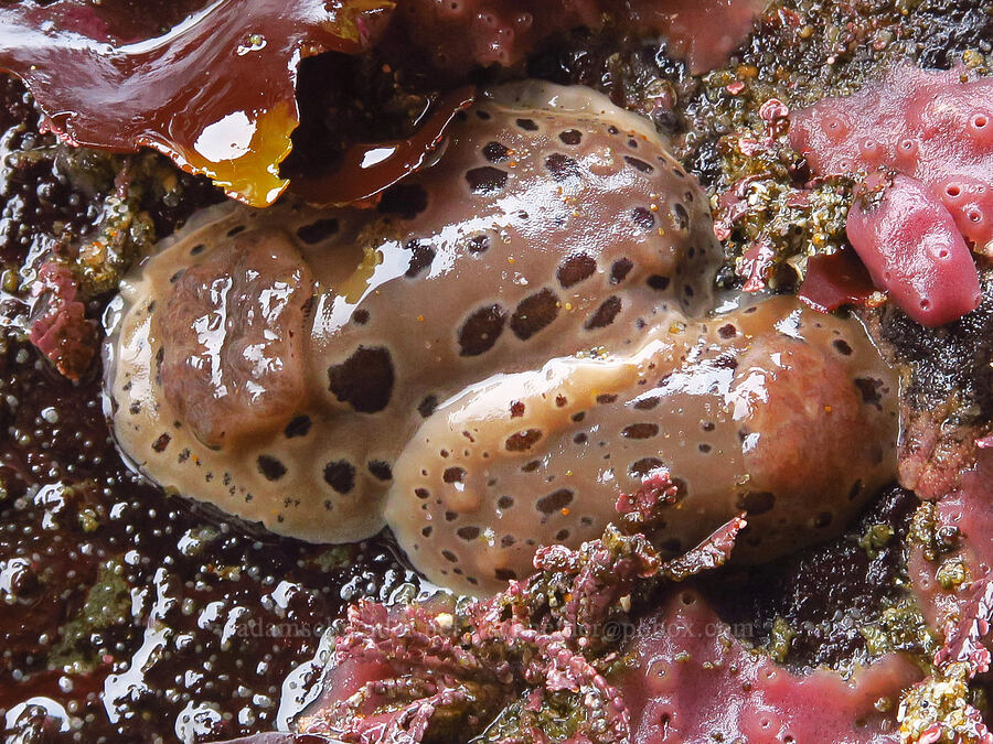 spotted leopard dorid nudibranchs (Diaulula odonoghuei (Doris odonoghuei)) [Road's End Point, Lincoln County, Oregon]