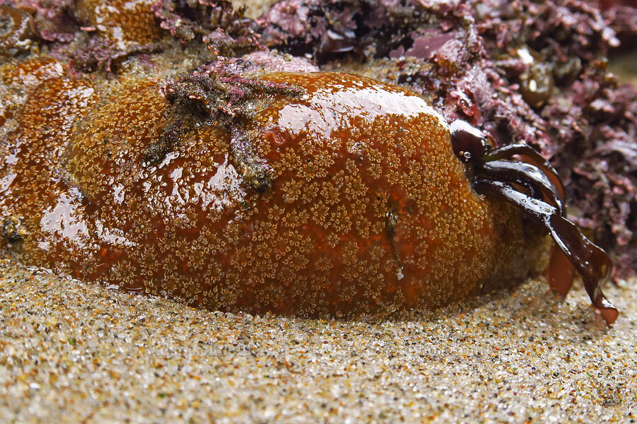colonial tunicates [Road's End Point, Lincoln County, Oregon]