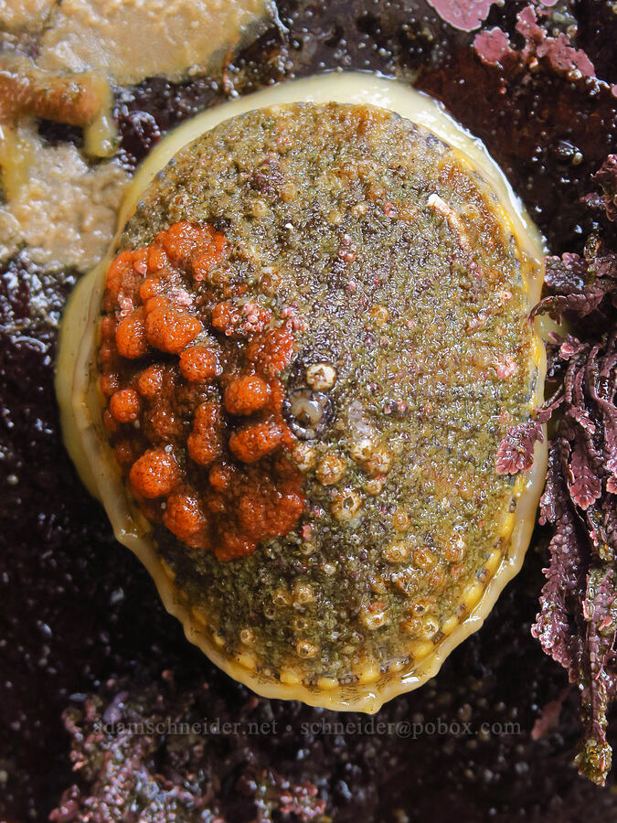 huge limpet (and tunicates) (Diodora aspera) [Road's End Point, Lincoln County, Oregon]
