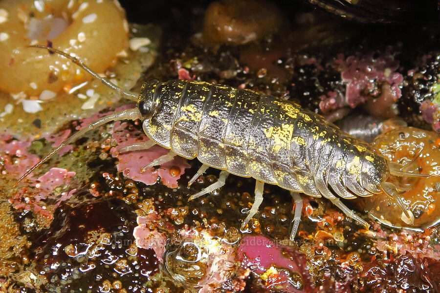 sleepy sea-slater (Ligia pallasii) [Road's End Point, Lincoln County, Oregon]