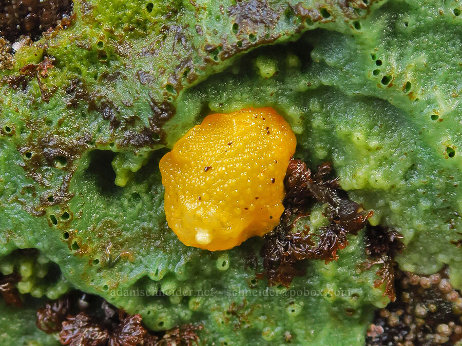 Monterey sea-lemon nudibranch on green breadcrumb sponge (Doris montereyensis (Archidoris montereyensis), Haliclona cinerea (Halichondria cinerea)) [Road's End Point, Lincoln County, Oregon]