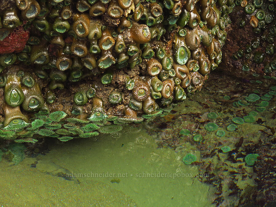giant green anemones (Anthopleura xanthogrammica) [Road's End Point, Lincoln County, Oregon]