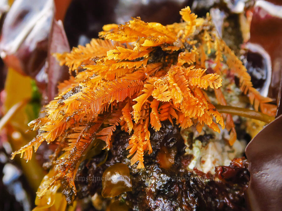 ostrich-plume hydroids (Aglaophenia sp.) [Road's End Point, Lincoln County, Oregon]
