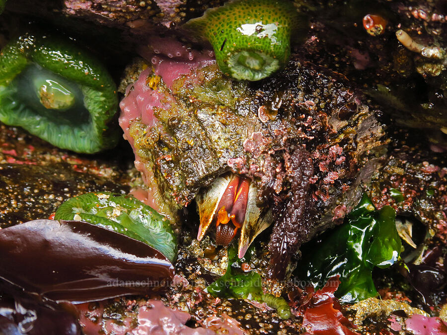 giant acorn barnacle (Balanus nubilus) [Road's End Point, Lincoln County, Oregon]