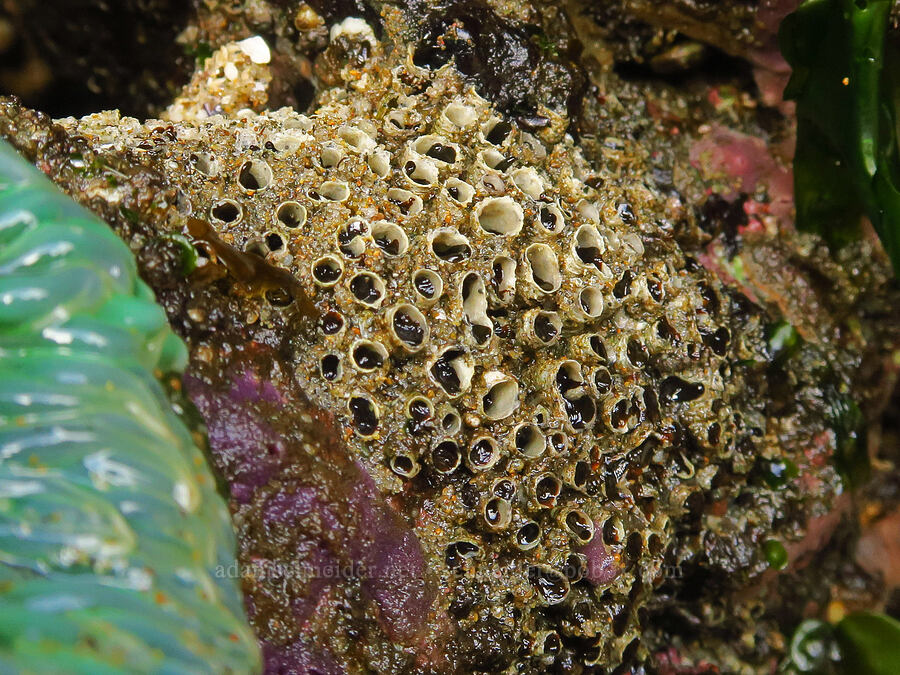colonial tubeworms (Dodecaceria pacifica) [Road's End Point, Lincoln County, Oregon]