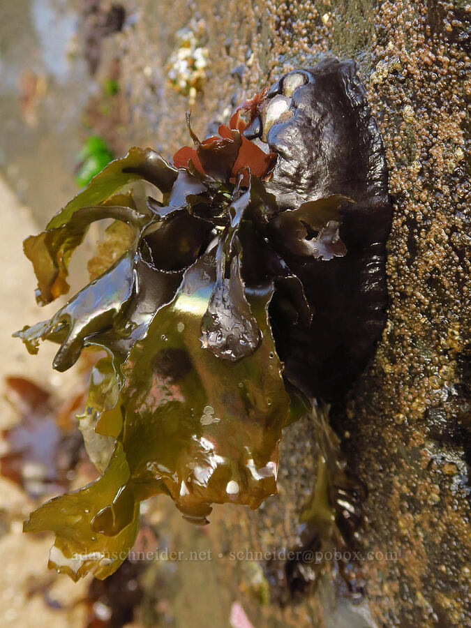 black Katy chiton wearing kelp (Katharina tunicata) [Road's End Point, Lincoln County, Oregon]