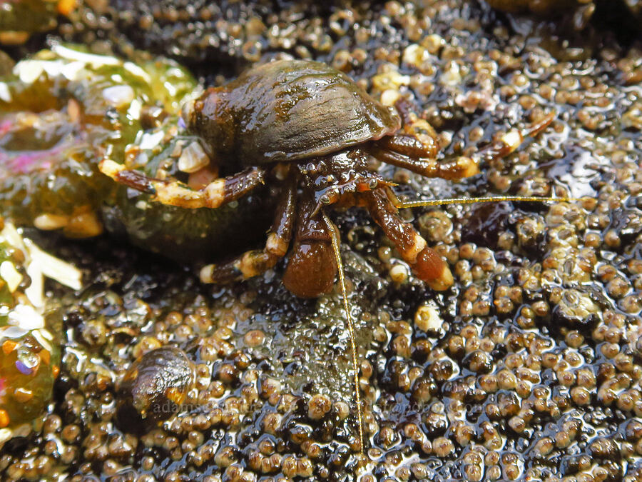 Pacific hairy hermit crab (Pagurus hirsutiusculus) [Road's End Point, Lincoln County, Oregon]