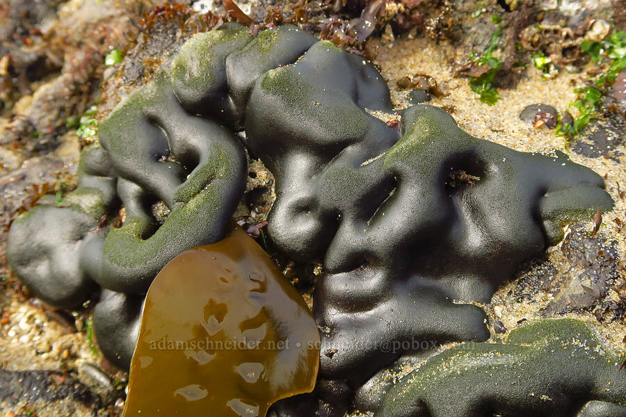 green spongy cushion algae (Codium setchellii) [Road's End Point, Lincoln County, Oregon]