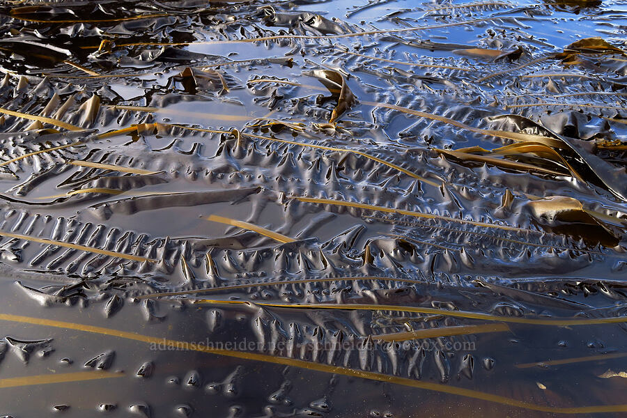 winged kelp (Alaria marginata) [Road's End Point, Lincoln County, Oregon]