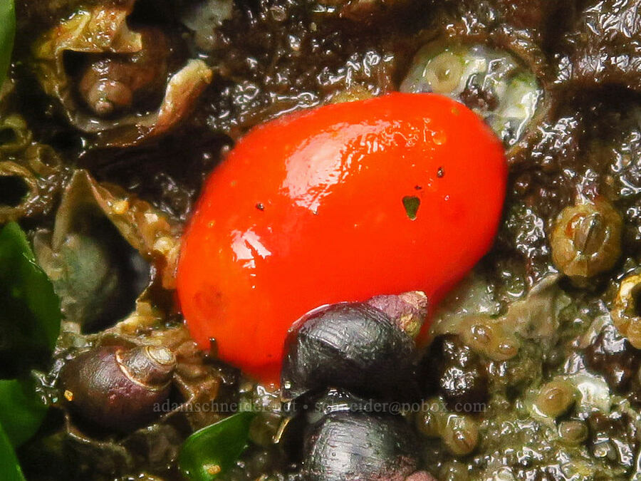 red sponge dorid nudibranch (Rostanga pulchra) [Road's End Point, Lincoln County, Oregon]