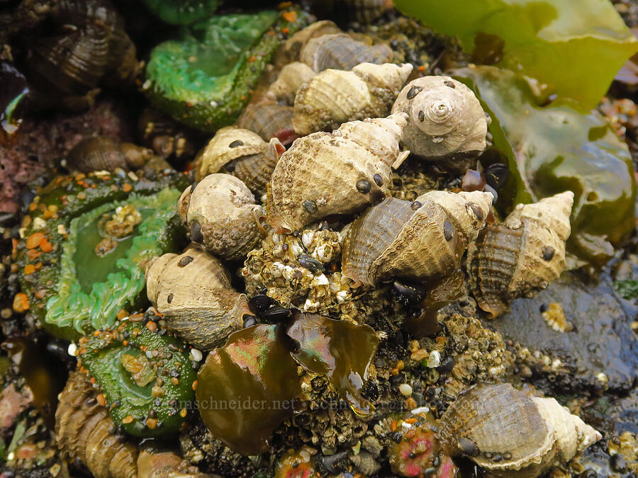 frilled dogwinkles (Nucella lamellosa) [Road's End Point, Lincoln County, Oregon]