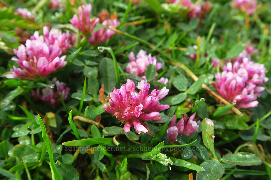 spring-bank clover (Trifolium wormskioldii) [Road's End, Lincoln County, Oregon]