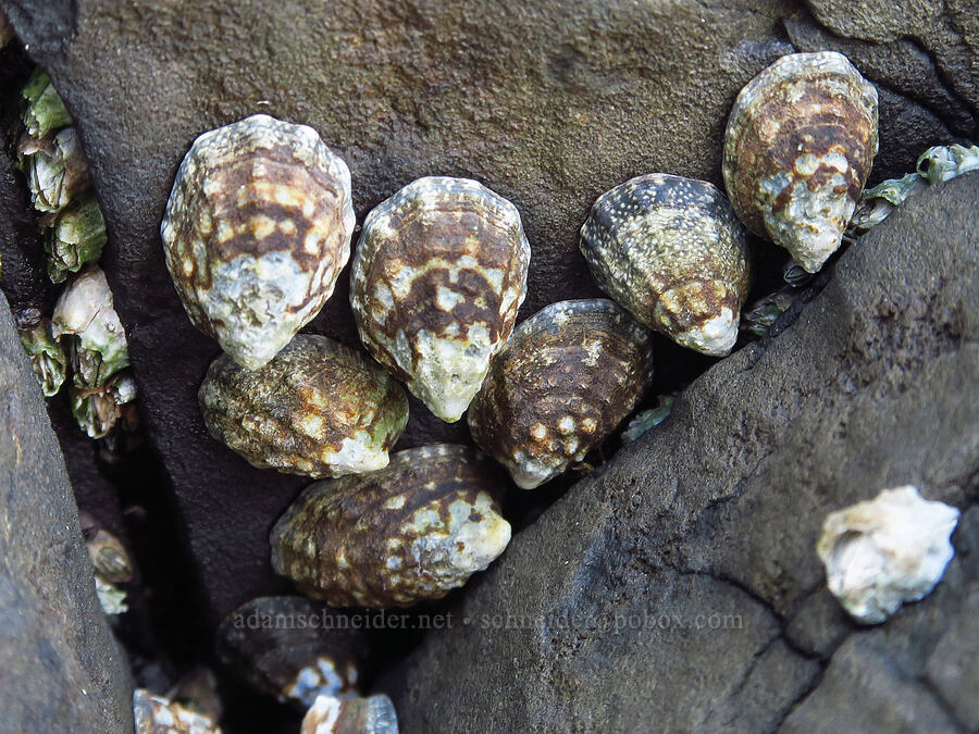 fingered limpets (Lottia digitalis) [Spanish Head, Lincoln County, Oregon]