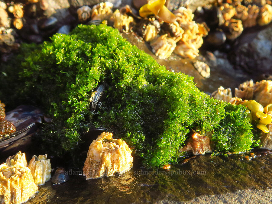 green pin-cushion algae (Cladophora columbiana) [Spanish Head, Lincoln County, Oregon]