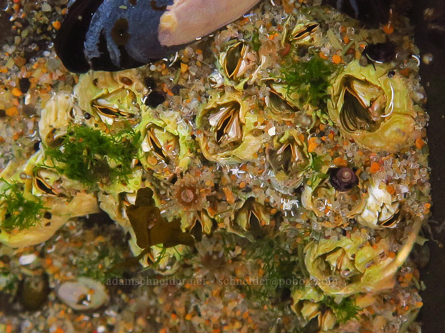 acorn barnacles, feeding (Balanus glandula) [Spanish Head, Lincoln County, Oregon]