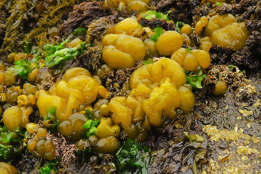 sea-cauliflower (Leathesia marina) [Boiler Bay Marine Research Area, Lincoln County, Oregon]