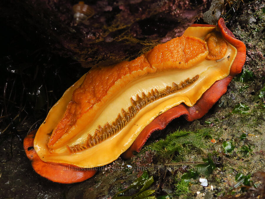 upside-down gumboot chiton (Cryptochiton stelleri) [Boiler Bay Marine Research Area, Lincoln County, Oregon]